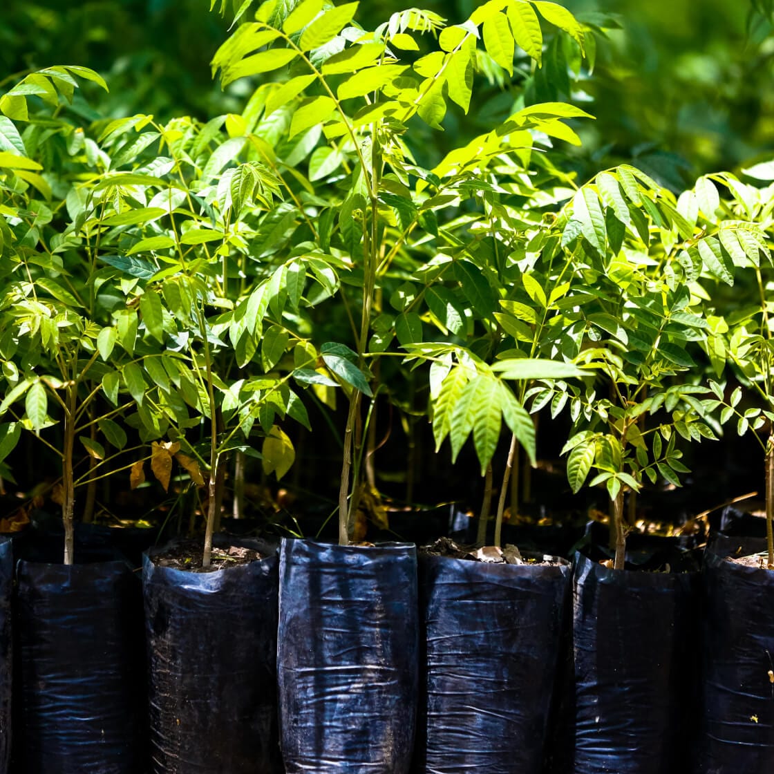 Tree nursery in Honduras