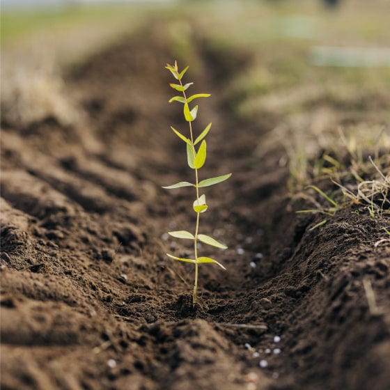 Plant trees for impact - sapling