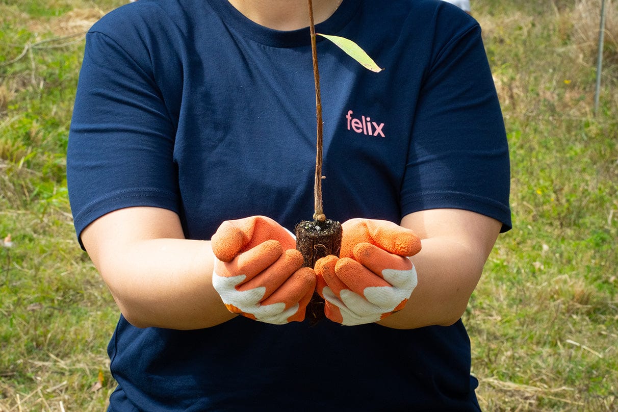 Woman holding sapling