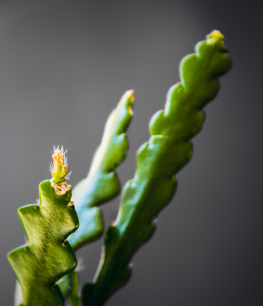 Fishbone cactus, Fishbone Cactus, fishbone cactus care, fishbone cactus flower, fishbone cactus propagation, fishbone cactus for sale, fishbone cactus aerial roots, fishbone cactus bloom, fishbone cactus new growth, fishbone cactus problems